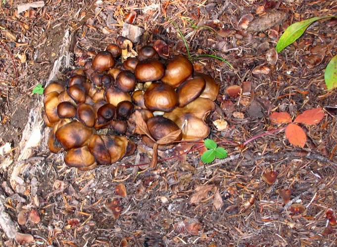 The clusters of round brown mushrooms were most common.
